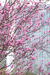 浜離宮恩賜庭園　花木園のハナモモ