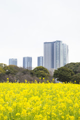 浜離宮恩賜庭園　菜の花畑