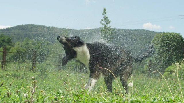 SLOW MOTION CLOSE UP: Dog Ears And Tails Wagging As Young Puppy Shakes Water Off Black And White Fur Coat. Dripping Wet Black Dog Shaking Off Water After Being Cleaned By Caregiver In Sunny Backyard.