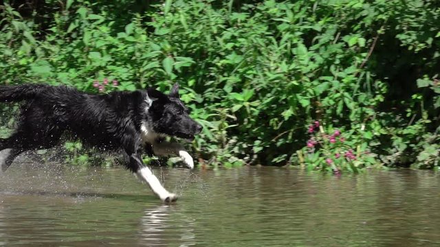 SLOW MOTION CLOSE UP Three frisky black-coated puppies running in shallow river in forest on summer afternoon. River water splashing as young dogs chase around in water. Puppies enjoying sunny nature.