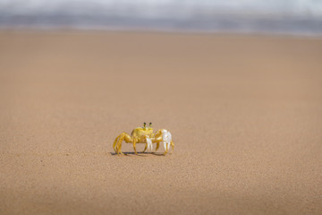 Yellow Crab (Johngarthia lagostoma or Gecarcinus lagostoma) at Praia do Sancho Beach - Fernando de...