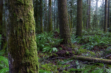 Golden Ears Provincial Park Rain Forest and Mountain Landscapes