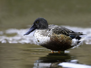 Male Northern Shoveler in Fall