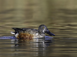 Male Northern Shoveler in Fall