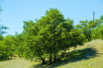 Fototapeta na wymiar Three oak trees grow on the hillside.