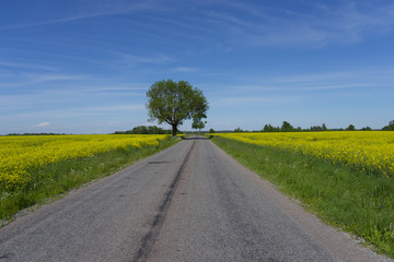 Summer countryside road, travel concept