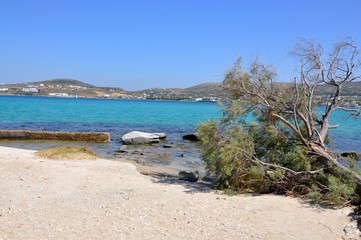 Fallen tree on beach greek beautiful motive photo, Kolimbithres beach on Paros