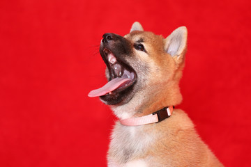 Portrait of a few weeks old shiba puppy
