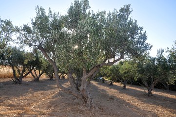Olive trees little field plantation in evening against the sun in greek island Paros