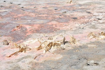 Soil salinity smelly old salinization with mold funghi coating, ground place detail on Antiparos island, Greece