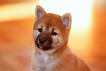 Head shot closeup of a shiba inu breed purebred pup