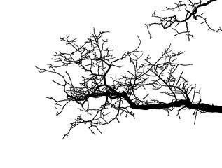 Obraz premium Realistic branch tree silhouette (Vector illustration).ai10