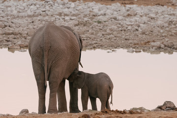 Baby elephant nursing from mother at waterhole