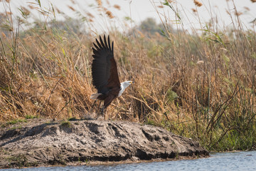 Fish Eagle taking flight in reeds