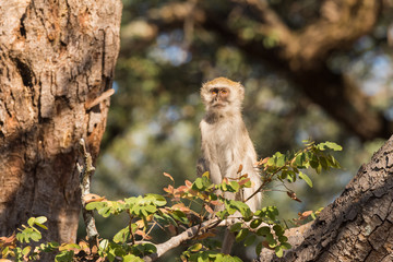 Vervet Monkey sitting high up in tree eye contact