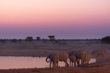 Elephants at waterhole vibrant sunset