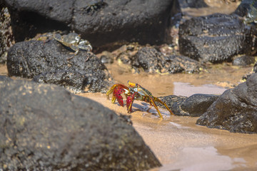 Colorful Red Crab (Goniopsis cruentata) at Praia do Sancho Beach - Fernando de Noronha, Pernambuco, Brazil