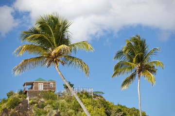 Fototapeta na wymiar Coconut Palm Trees On Blue Sky, Antigua