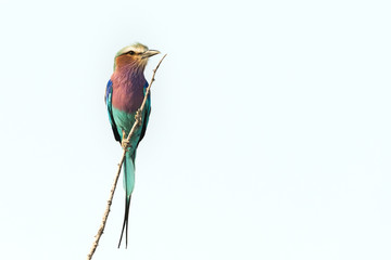 Lilac-breasted roller on white background