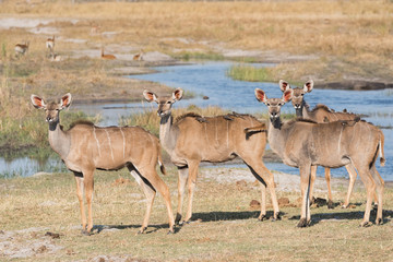 Naklejka na ściany i meble Group of kudu females with oxpeckers