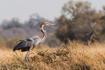 Goliath Heron standing in grass