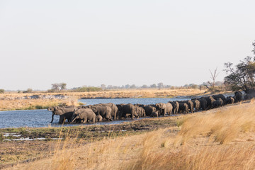Large herd of elephants drinking in river