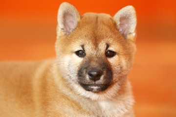 Extreme closeup of a very young shiba pup