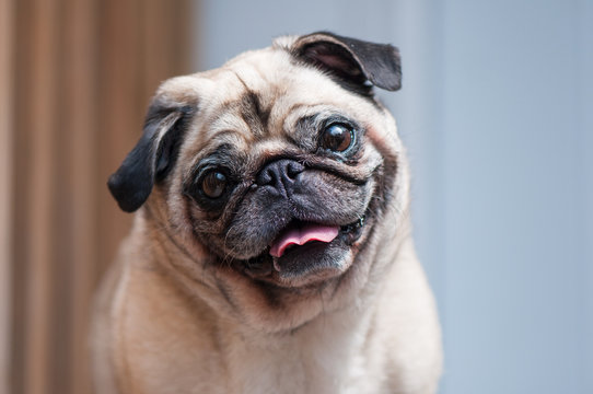 Smiley pug store