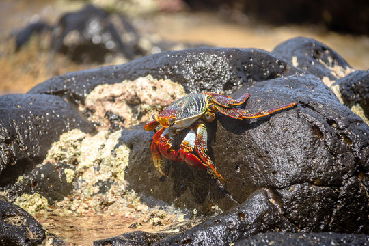Colorful Red Crab (Goniopsis cruentata) at Praia do Sancho Beach - Fernando de Noronha, Pernambuco, Brazil