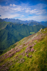 Pink Flowers on the Side of a Mountain
