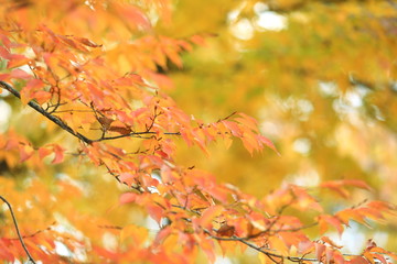 紅葉風景