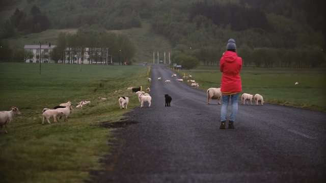 Back view of young traveling woman standing on the mountain road and taking photos of sheep on smartphone.