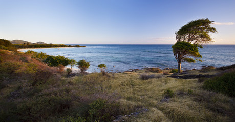 Leaning Tree At The Coast, Antigua