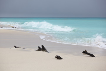 Tall Waves At Caribbean Beach, Antigua
