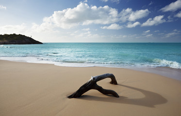Fototapeta na wymiar Driftwood On Caribbean Beach, Antigua