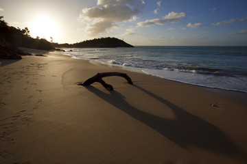 Driftwood On Caribbean Beach At Sunset, Antigua