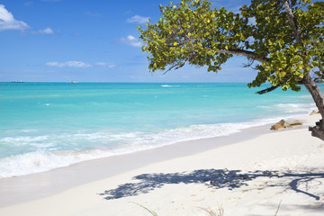 Little Tree At Caribbean Beach, Antigua