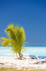 Young Palm Tree On Caribbean Beach, Antigua