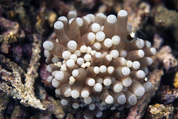 underwater world -soft coral with big polips