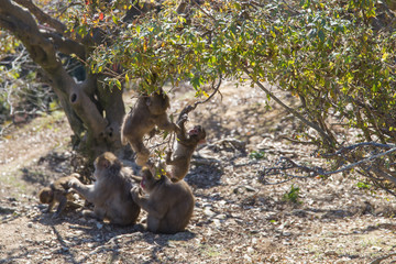じゃれあう小猿たち