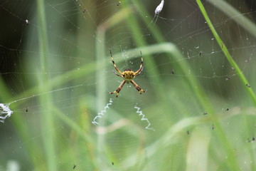 Tiger spider