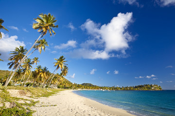Caribbean Beach With Coconut Palm Trees, Antigua