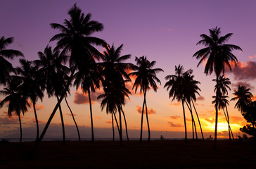 Fototapeta na wymiar Palm Trees And Colorful Sunset, Antigua