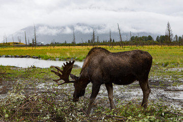 Bull moose grazing