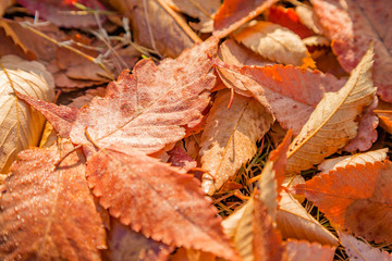 紅葉した公園の落葉樹の葉