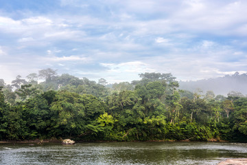 Fototapeta na wymiar Amazonian rainforest. Misahualli River. Napo province, Ecuador