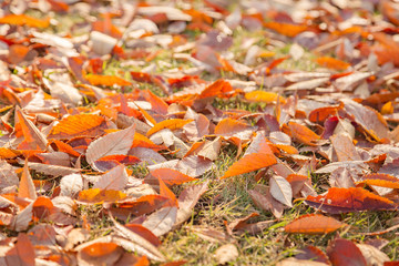 紅葉した公園の落葉樹の葉