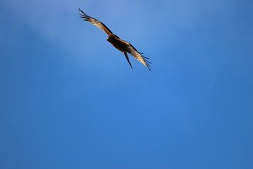 青空とトンビ