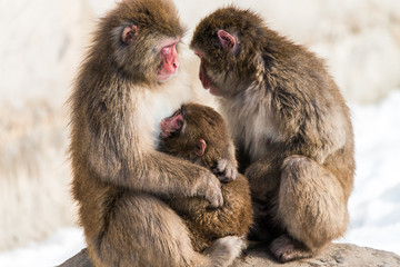 three snow monkeys