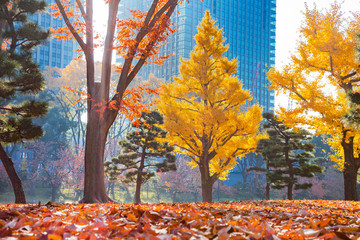 Fototapeta na wymiar 紅葉した公園の落葉樹の葉